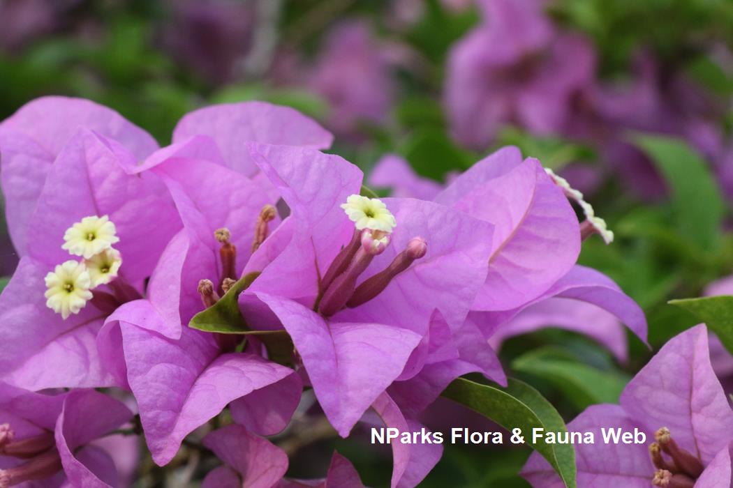 Bougainvillea Mrs Eva