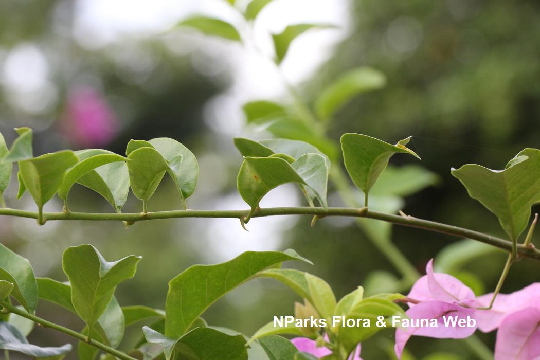 Bougainvillea Mrs Eva