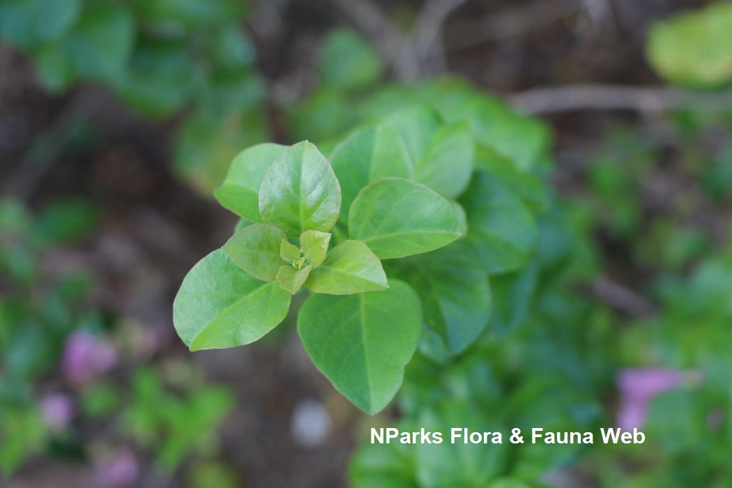 Bougainvillea Mrs Eva