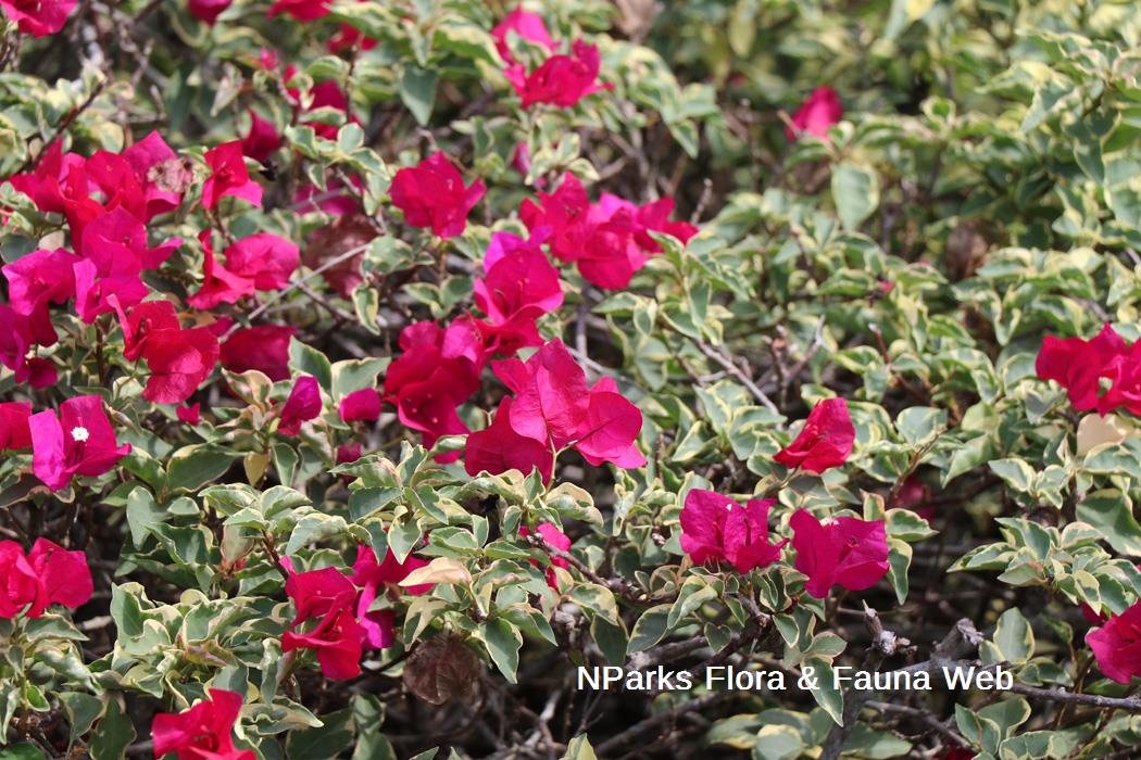 Bougainvillea x buttiana Scarlet Queen 