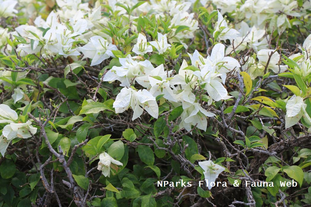 Bougainvillea Singapore White