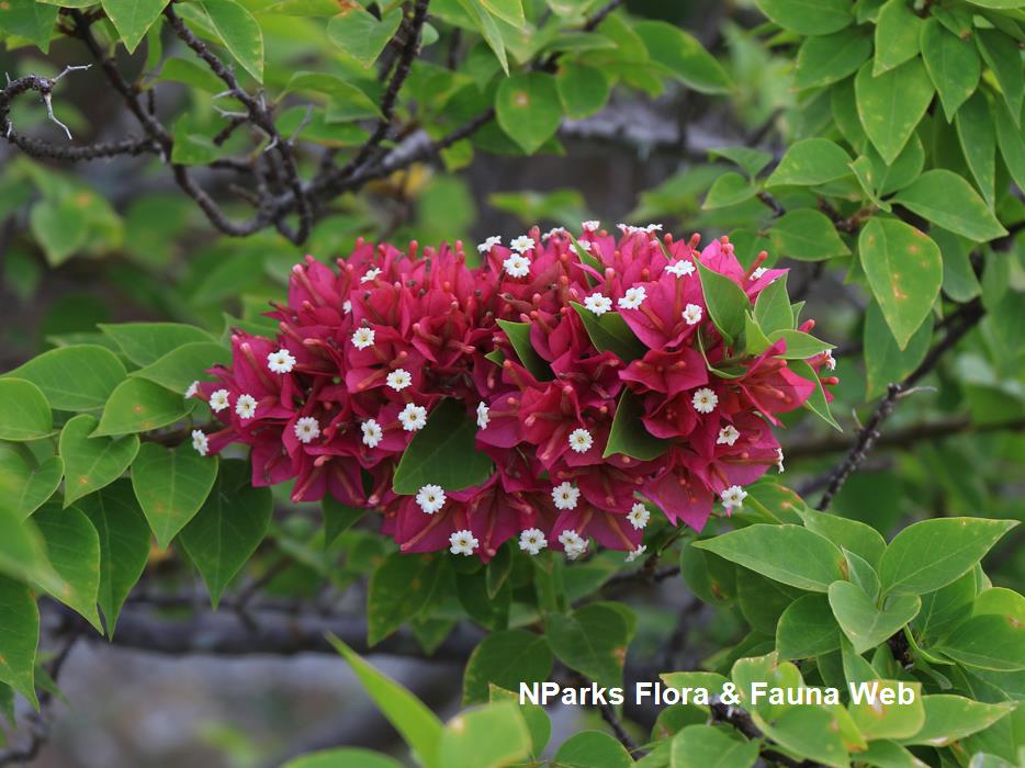 Bougainvillea Torch Glow