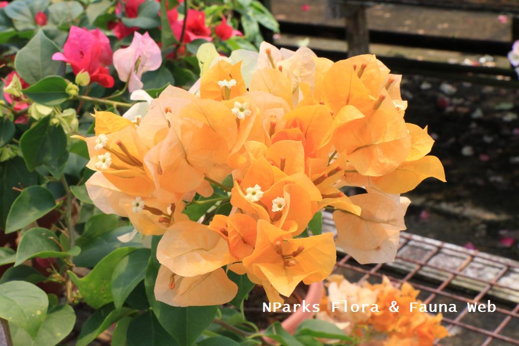 Bougainvillea x buttiana Enid Lancaster