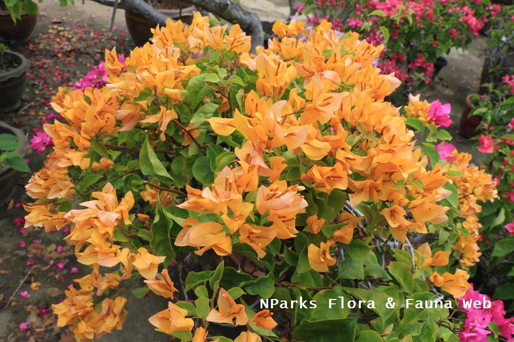 Bougainvillea x buttiana Enid Lancaster