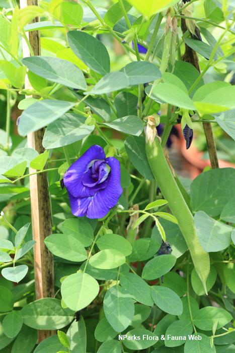Clitoria ternatea var pleniflora