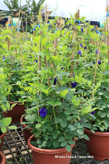 Clitoria ternatea var pleniflora