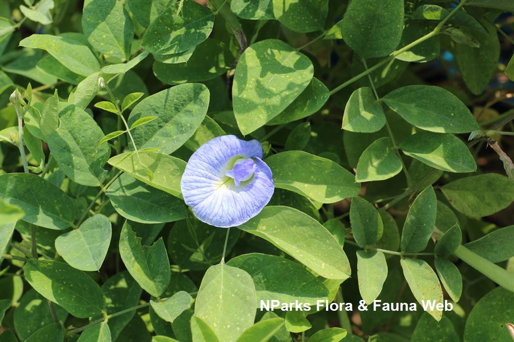 Clitoria ternatea (pale blue)