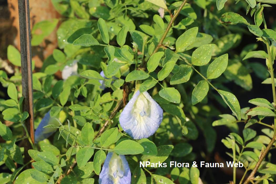 Clitoria_ternatea_Pale_Blue_Jennie_Tang_1s
