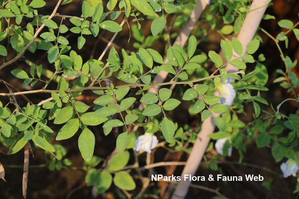 Clitoria_ternatea_Pale_Blue_Jennie_Tang_2s