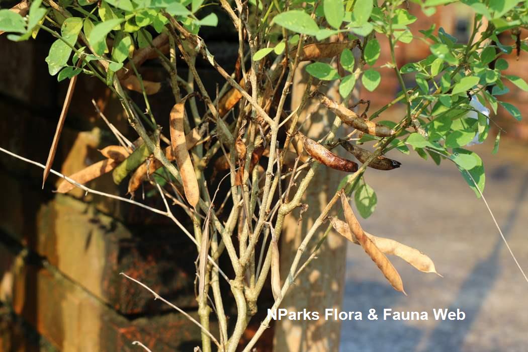 Clitoria_ternatea_Pale_Blue_Jennie_Tang_3s