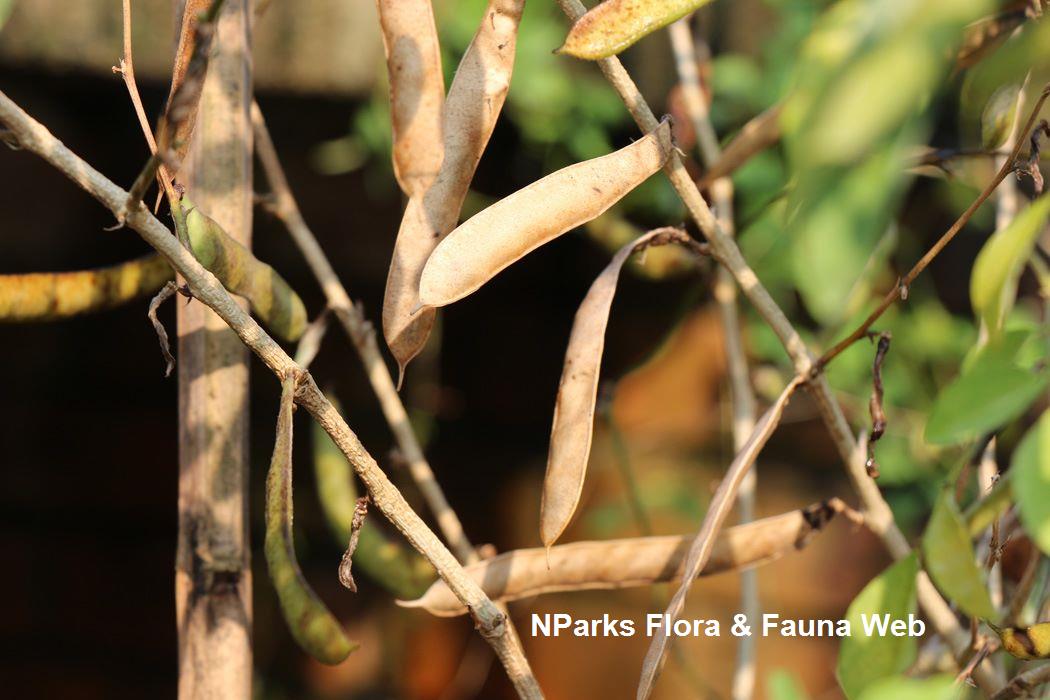 Clitoria_ternatea_Pale_Blue_Jennie_Tang_4s
