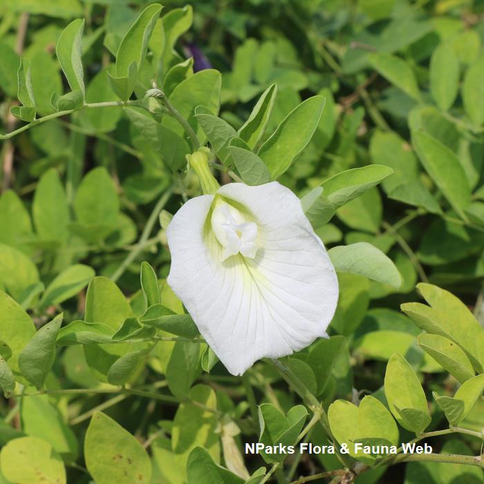 Clitoria ternatea f albiflora
