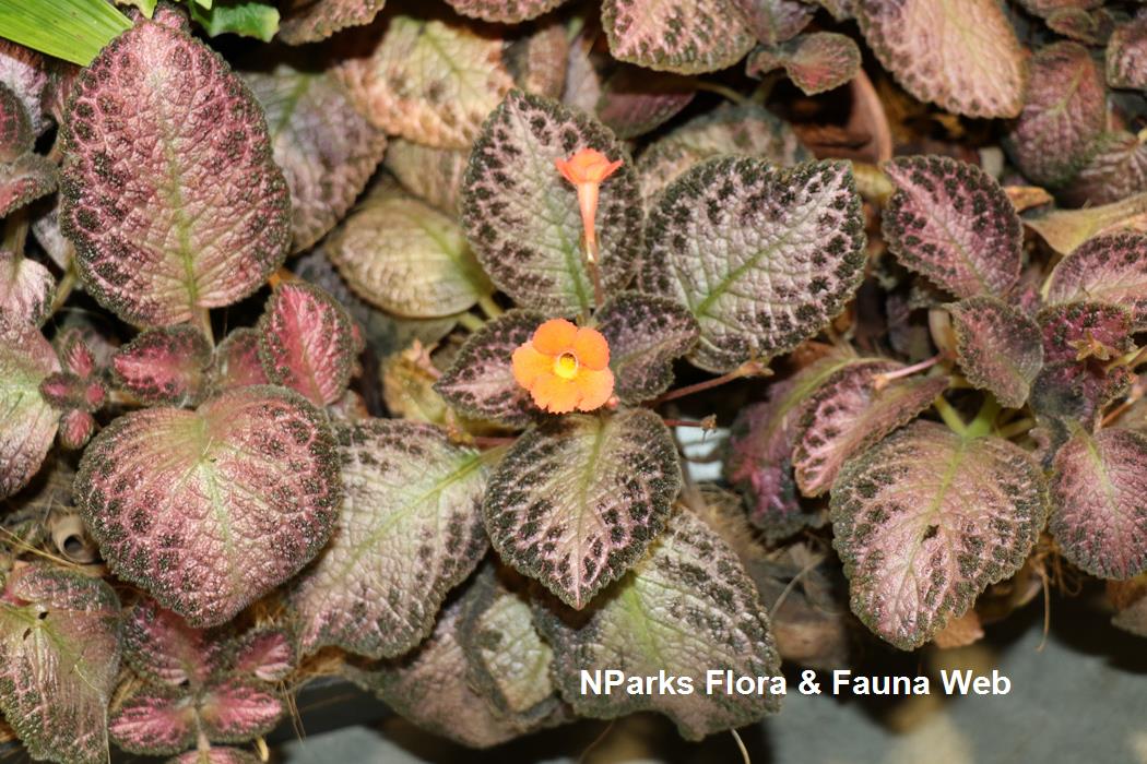 Episcia cupreata Pink Acajou