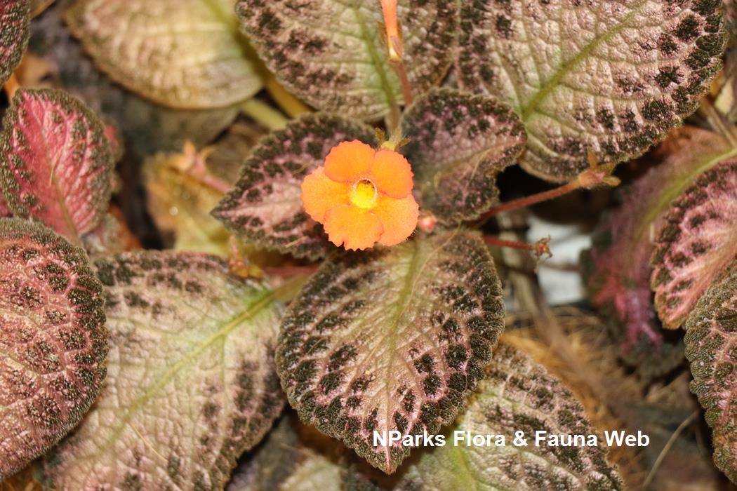Episcia cupreata Pink Acajou