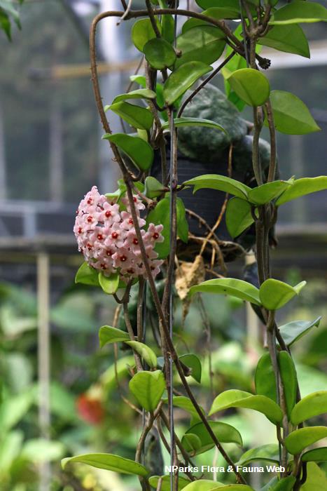 Nparks Hoya Carnosa