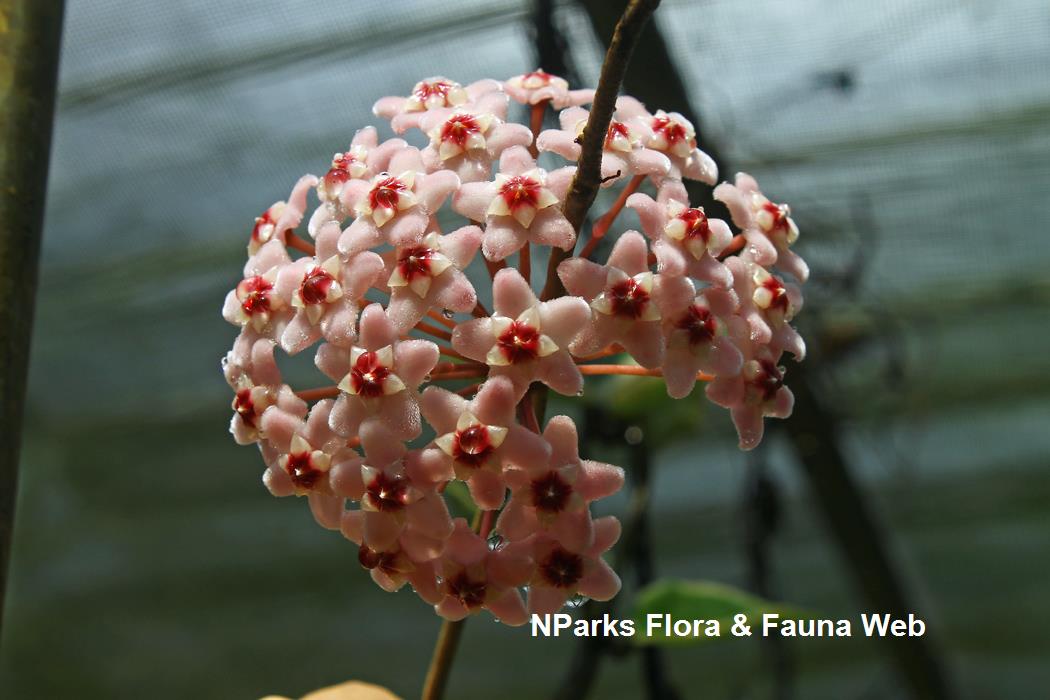 Hoya carnosa