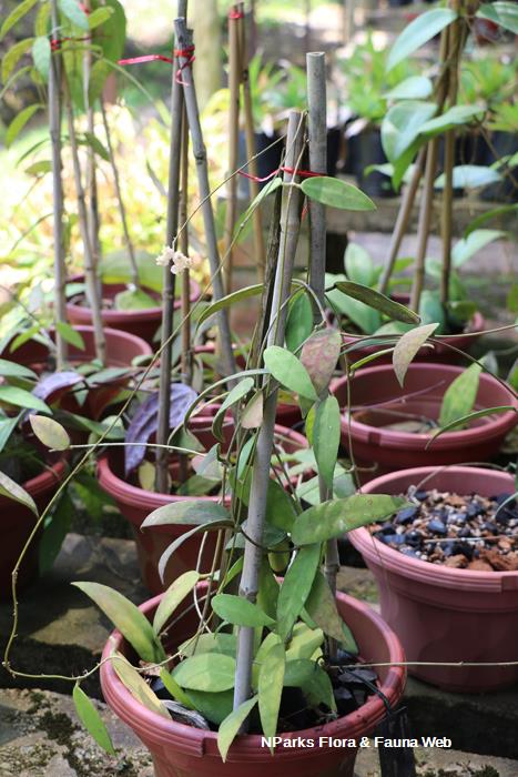 Nparks Hoya Scortechinii