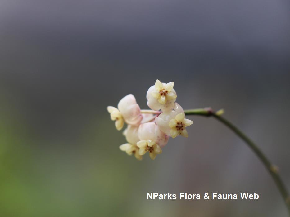 Hoya scortechinii