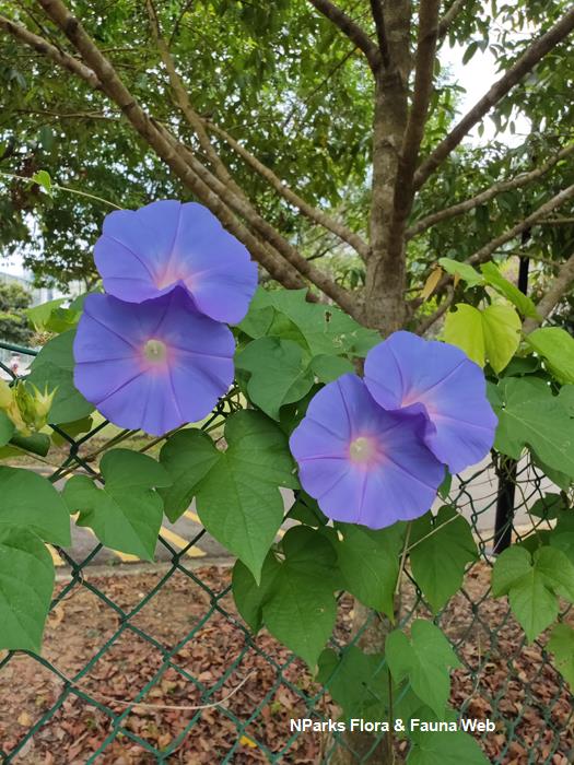 Ipomoea tricolor