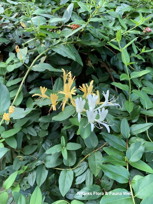 Lonicera Japonica