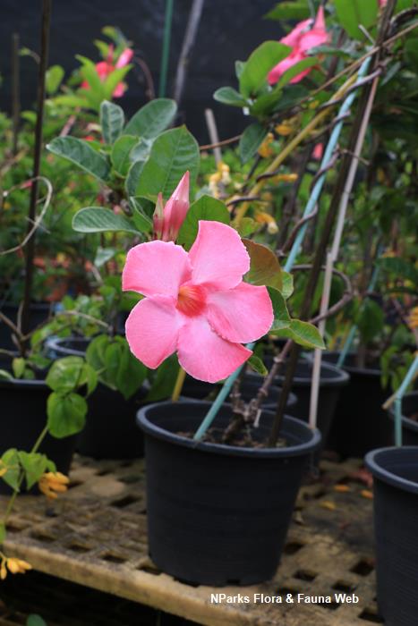 Mandevilla Alice du Pont