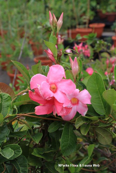 Mandevilla Alice du Pont