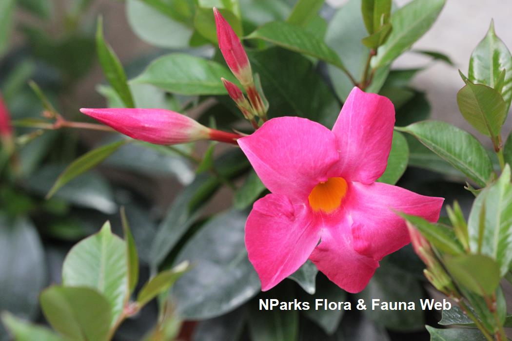 NParks | Mandevilla sanderi ‘My Fair Lady’