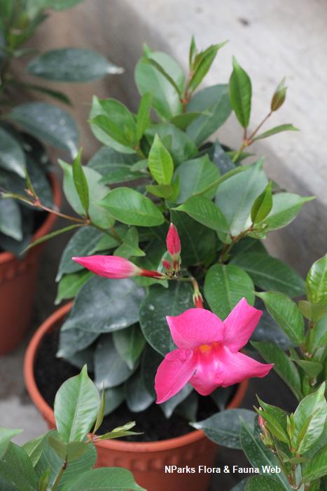 NParks | Mandevilla sanderi ‘Red Riding Hood’