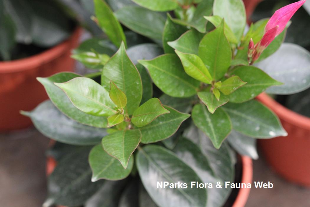 NParks | Mandevilla sanderi ‘Red Riding Hood’