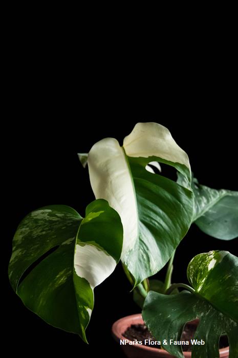 Monstera deliciosa Albo Variegata