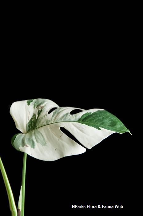 Monstera deliciosa Albo Variegata 