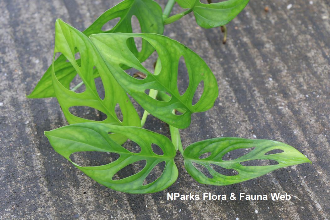 Monstera obliqua