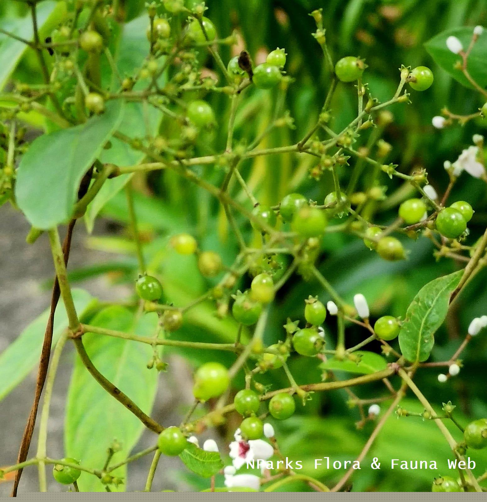 Paederia_foetida_Tee_Swee_Ping_1