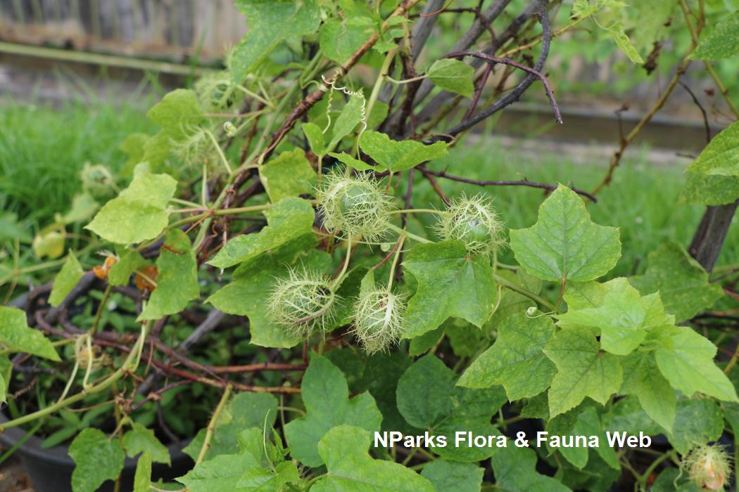 Passiflora foetida