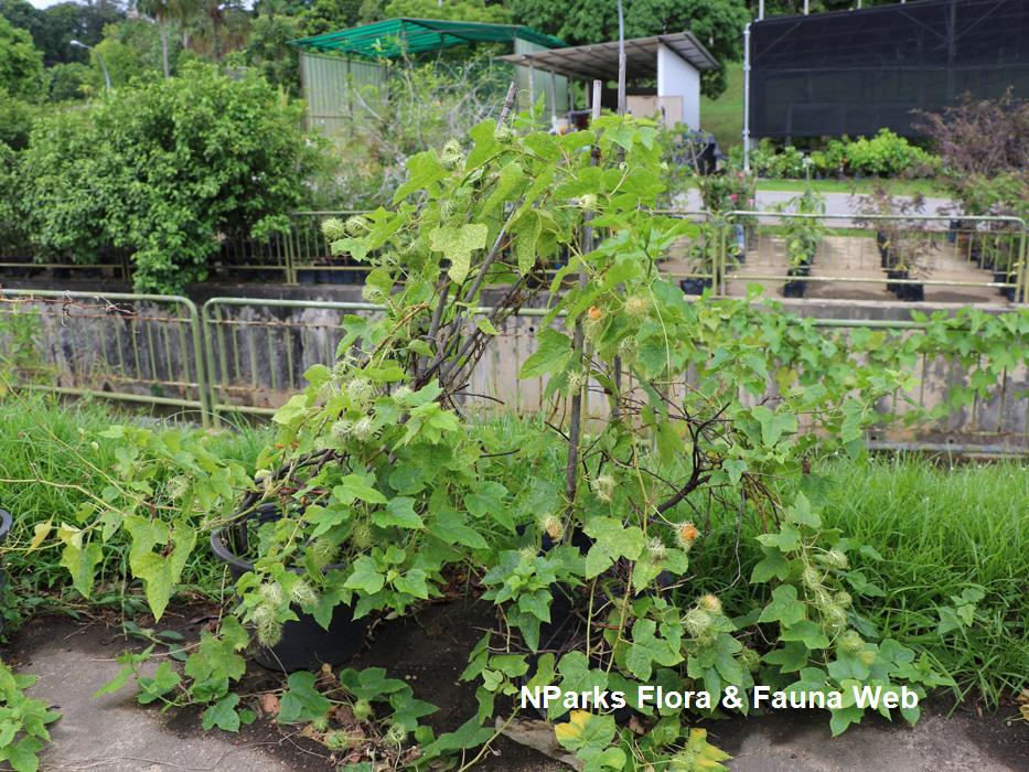 Passiflora foetida