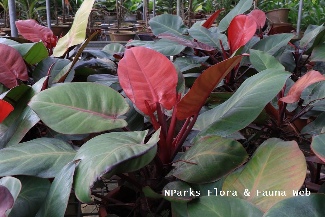 Philodendron Andersons Red