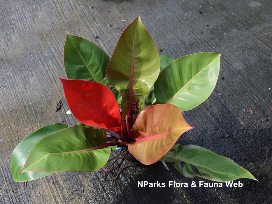 Philodendron_Orange_Fire_Pauline_Tay