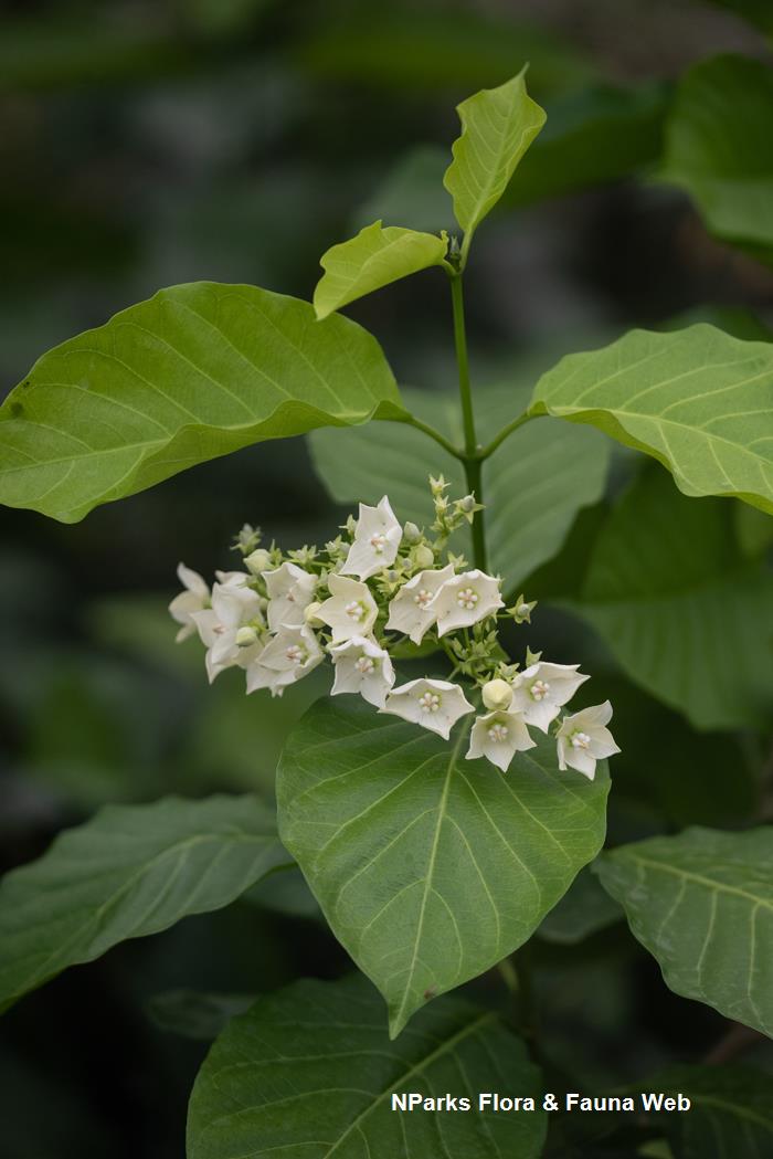 Vallaris glabra