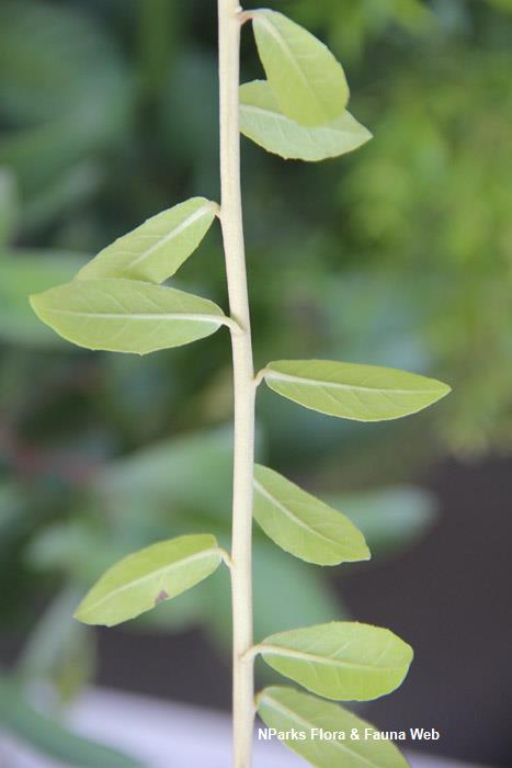 Vernonia Elaeagnifolia Curtain Creeper Plant – myBageecha