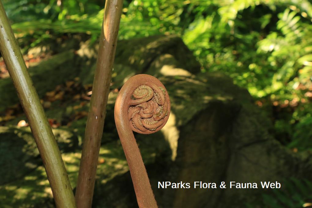 thumbnail image 2 of Angiopteris Evecta 'Robinson River' Fern Spores – Giant Fern, Grow Your Own! 2 of 5