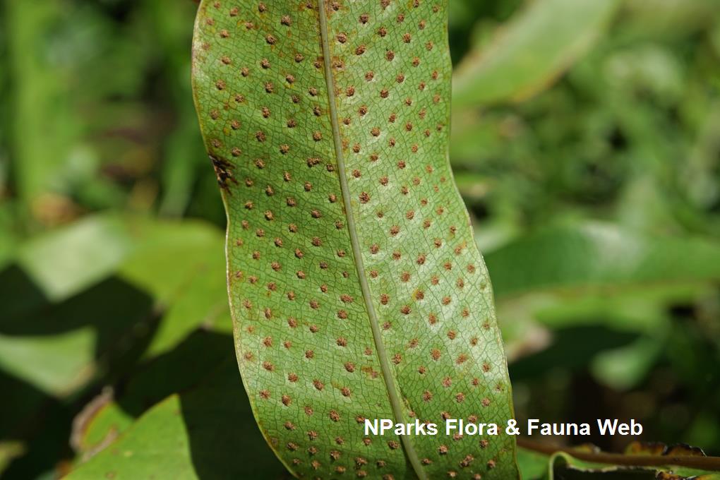 Details about   Fern spore Big Foot/Oak Fern Drynaria quercifolia 