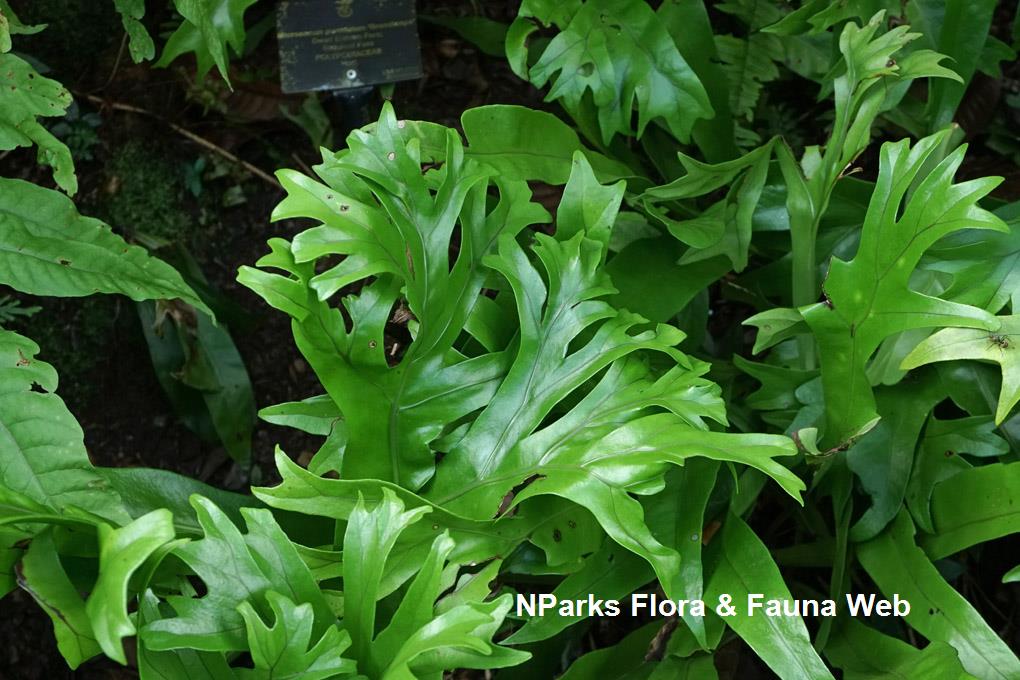 Microsorum punctatum 'Grandiceps'