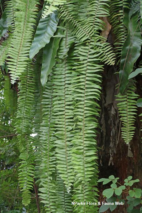Nephrolepis acutifolia_Low Wei Teng