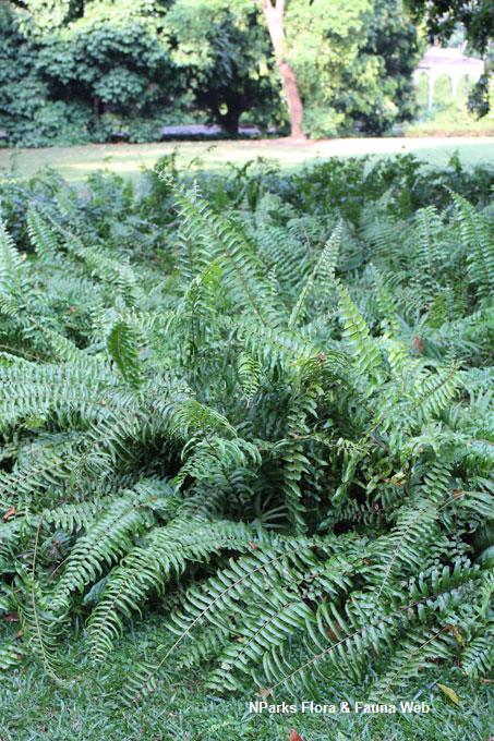 Nephrolepis biserrata_Shi Biying