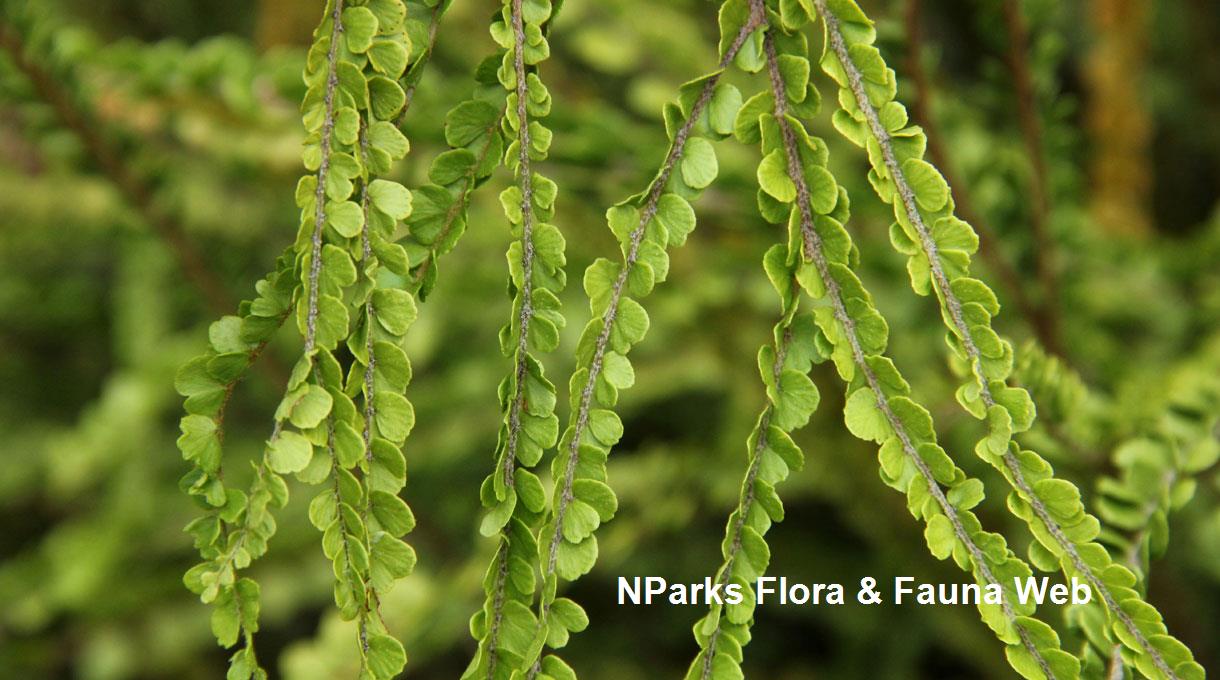 Nephrolepis Duffii_Arthur Ng