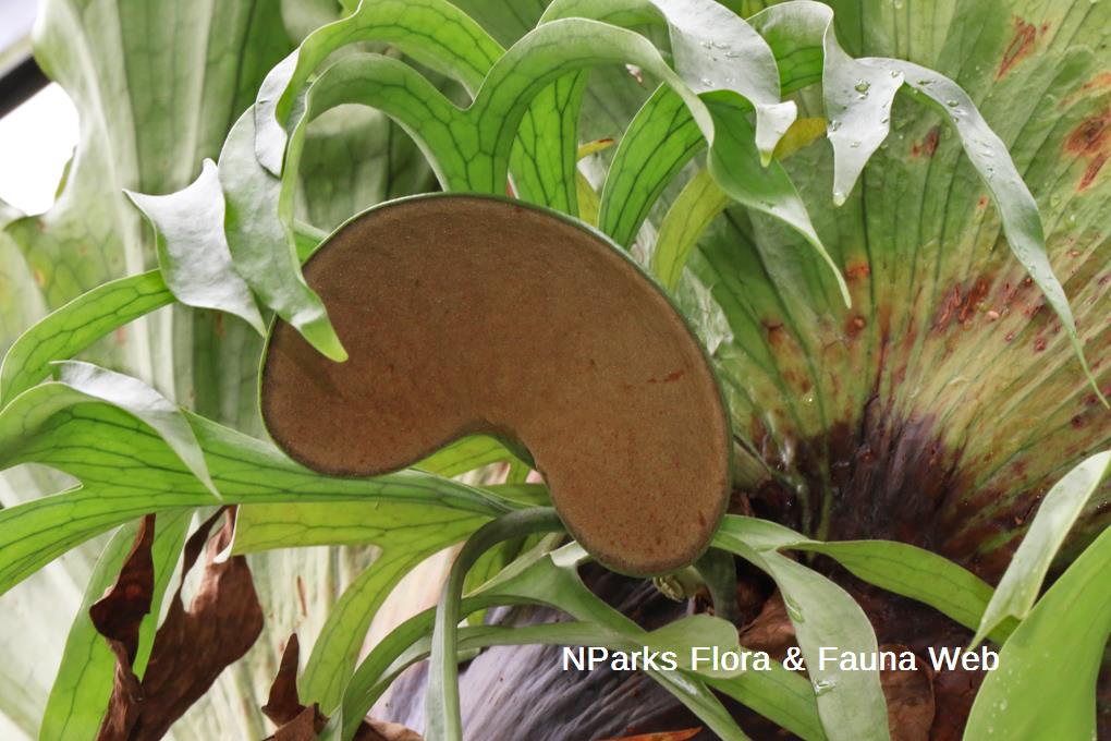 Nparks Platycerium Coronarium