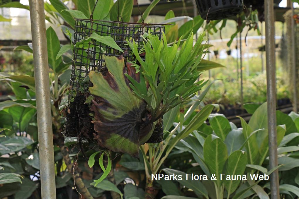 Nparks Platycerium Ridleyi