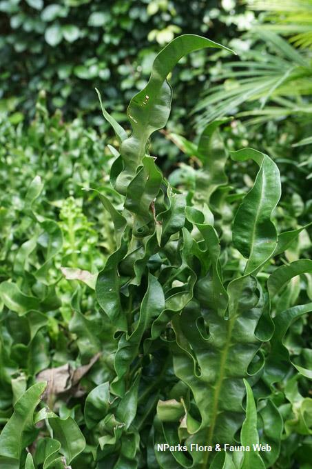 Microsorum scolopendria 'Vp003'