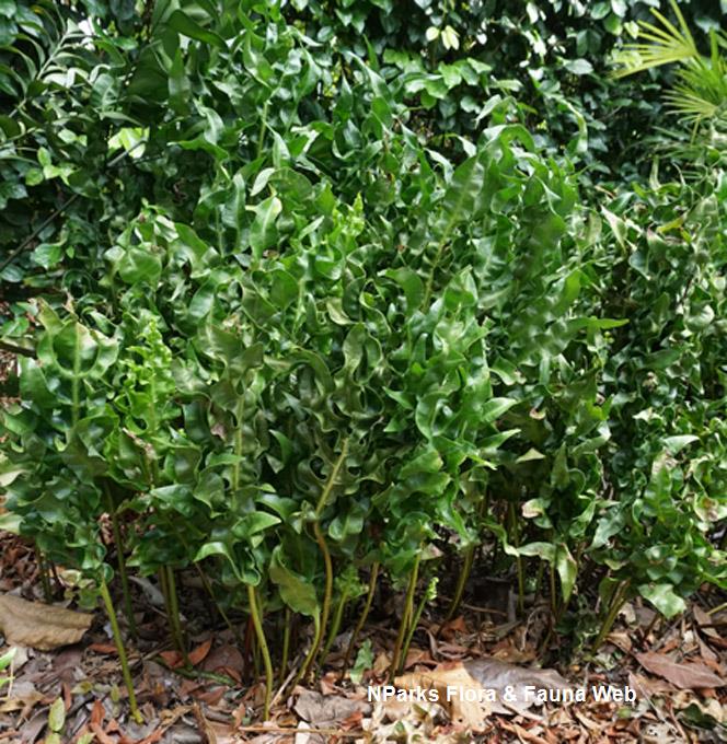 Microsorum scolopendria 'Vp003'