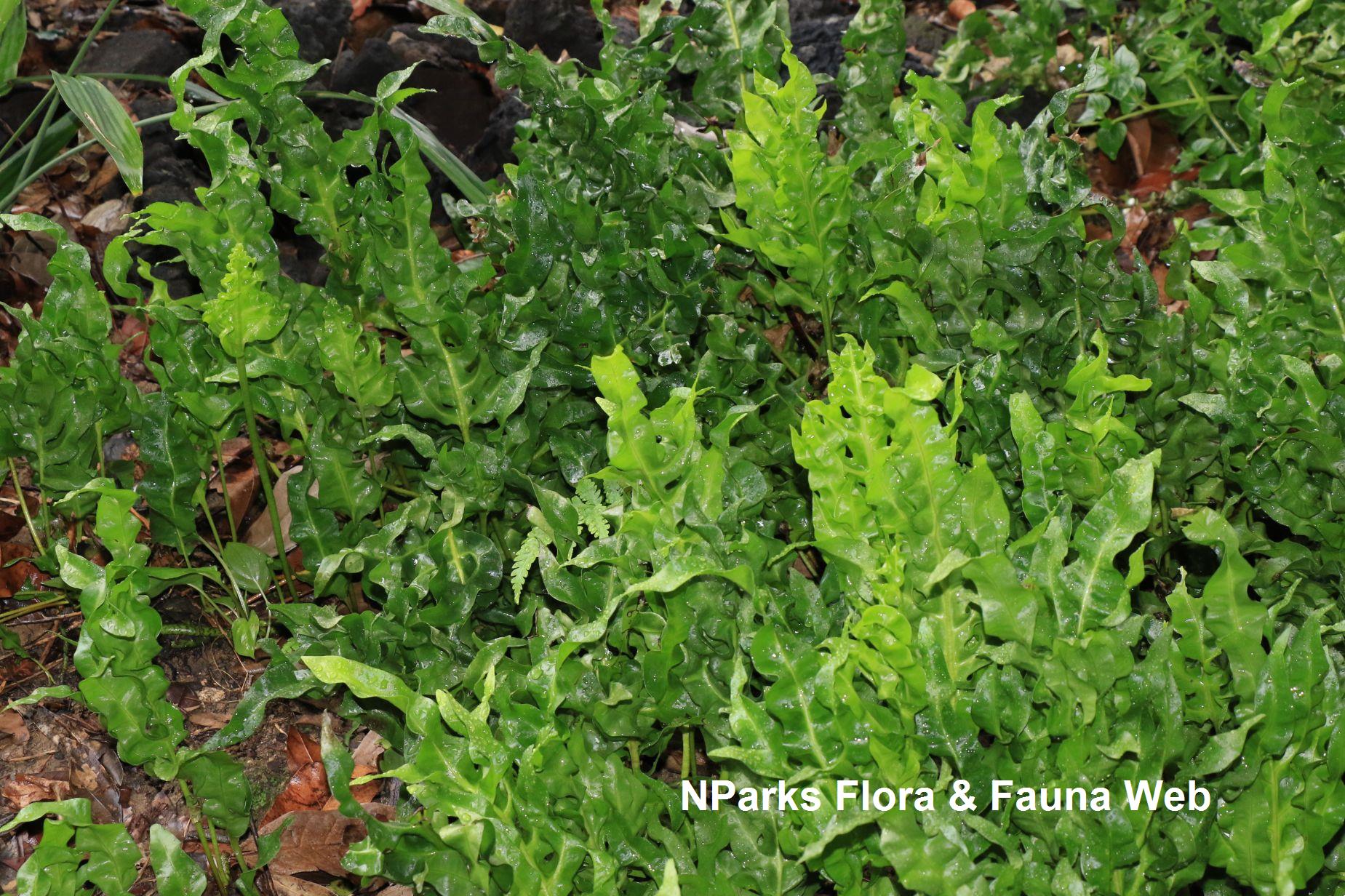 Microsorum_scolopendria_VP003